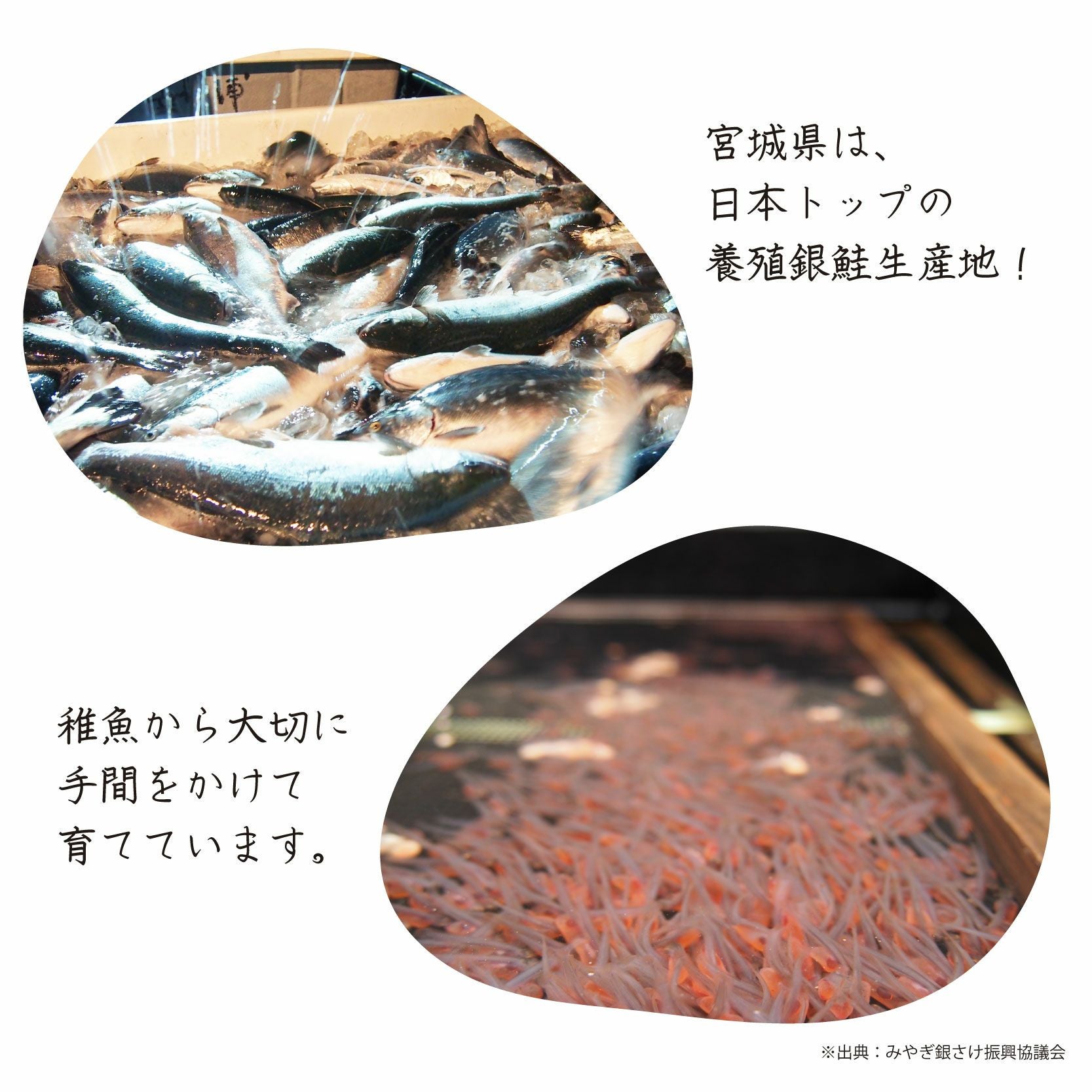 骨取り 銀鮭 うみほっぺ 定期便 [冷凍] | 三陸の旬の魚介・海産物の
